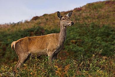 Fami通新一周销量榜 《桃太郎电铁世界》登顶