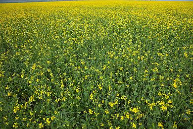 《最终幻想11》1月更新发布 新故事新怪物登场